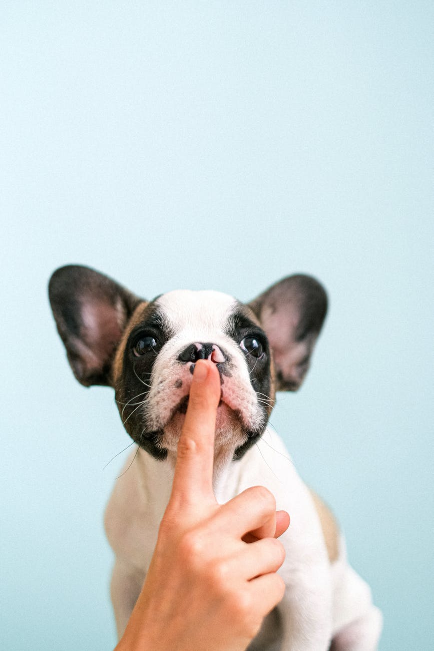This image has an empty alt attribute; its file name is pexels-photo-4587991.jpeg